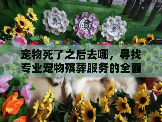 宠物死了之后去哪，寻找专业宠物殡葬服务的全面指南