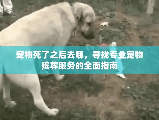宠物死了之后去哪，寻找专业宠物殡葬服务的全面指南