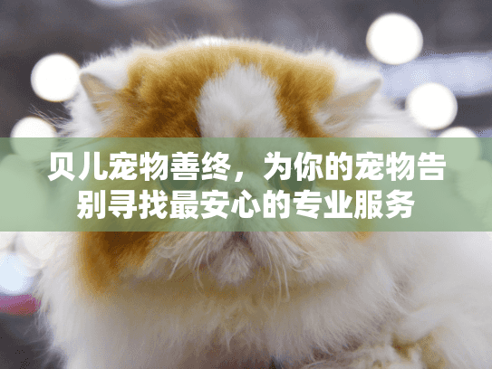 贝儿宠物善终，为你的宠物告别寻找最安心的专业服务