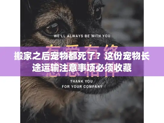 搬家之后宠物都死了?这份宠物长途运输注意事项必须收藏 搬家之后宠物都死了?这份宠物长途运输注意事项必须收藏