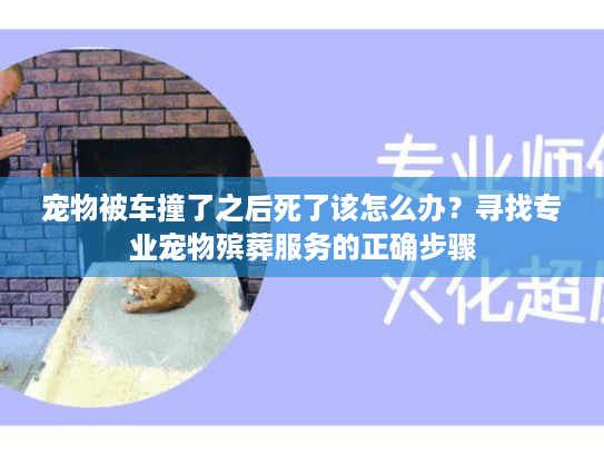 宠物被车撞了之后死了该怎么办？寻找专业宠物殡葬服务的正确步骤