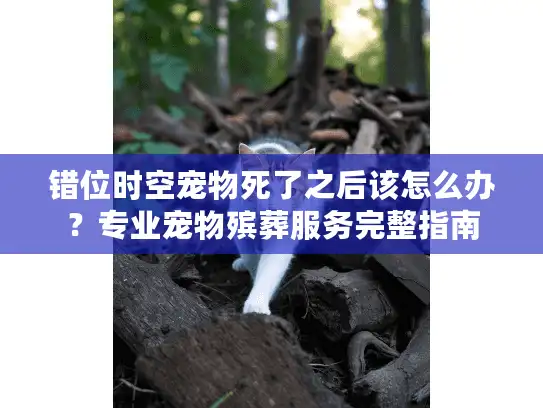错位时空宠物死了之后该怎么办?专业宠物殡葬服务完整指南 错位时空宠物死了之后该怎么办?专业宠物殡葬服务完整指南