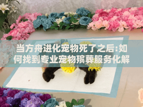 当方舟进化宠物死了之后:如何找到专业宠物殡葬服务化解悲痛?