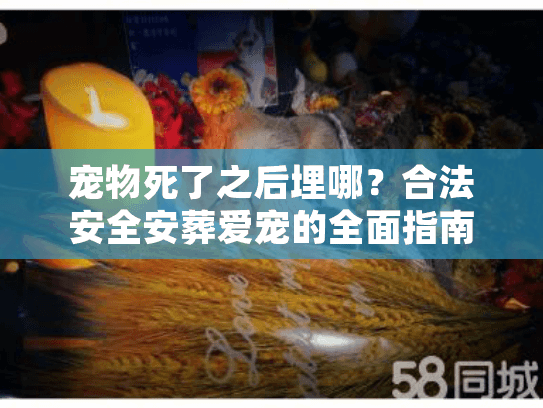 宠物死了之后埋哪？合法安全安葬爱宠的全面指南