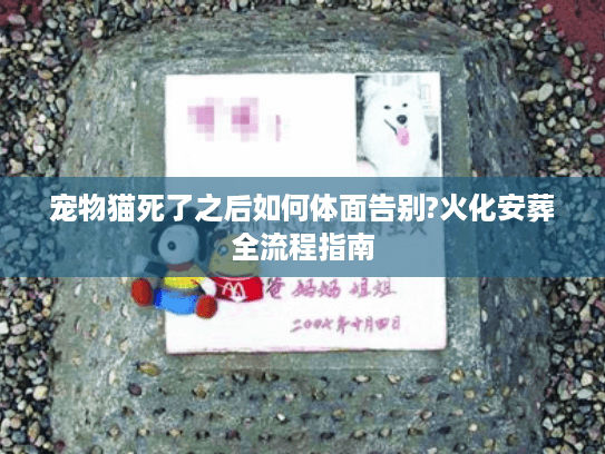 宠物猫死了之后如何体面告别?火化安葬全流程指南