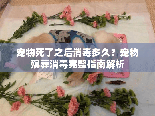 宠物死了之后消毒多久？宠物殡葬消毒完整指南解析