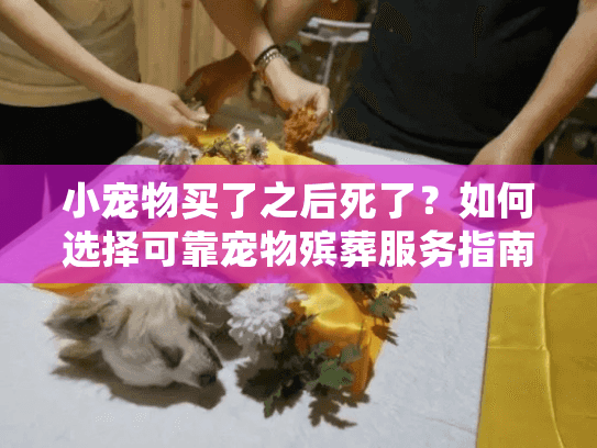 小宠物买了之后死了？如何选择可靠宠物殡葬服务指南