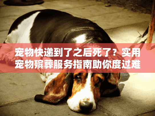 宠物快递到了之后死了？实用宠物殡葬服务指南助你度过难关