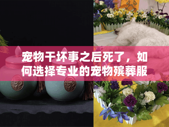 宠物干坏事之后死了，如何选择专业的宠物殡葬服务并走出悲伤？