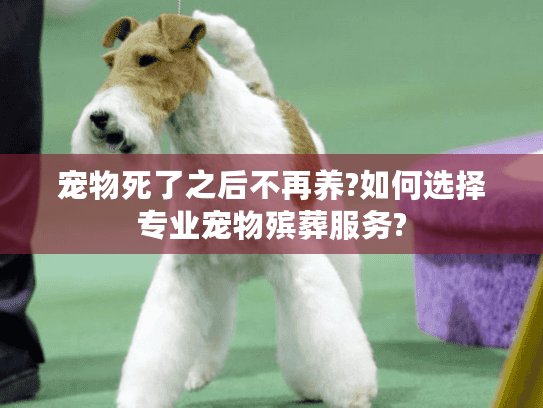 宠物死了之后不再养?如何选择专业宠物殡葬服务? 宠物死了之后不再养?如何选择专业宠物殡葬服务?