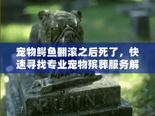 宠物鳄鱼翻滚之后死了，快速寻找专业宠物殡葬服务解决方案