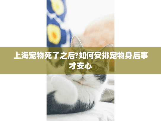 上海宠物死了之后?如何安排宠物身后事才安心