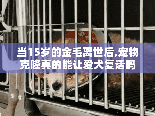 当15岁的金毛离世后,宠物克隆真的能让爱犬复活吗? 当15岁的金毛离世后,宠物克隆真的能让爱犬复活吗?