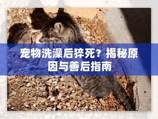 宠物洗澡后猝死?揭秘原因与善后指南 宠物洗澡后猝死?揭秘原因与善后指南