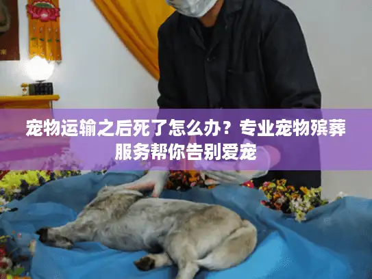 宠物运输之后死了怎么办？专业宠物殡葬服务帮你告别爱宠