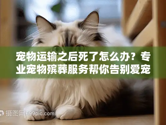 宠物运输之后死了怎么办？专业宠物殡葬服务帮你告别爱宠