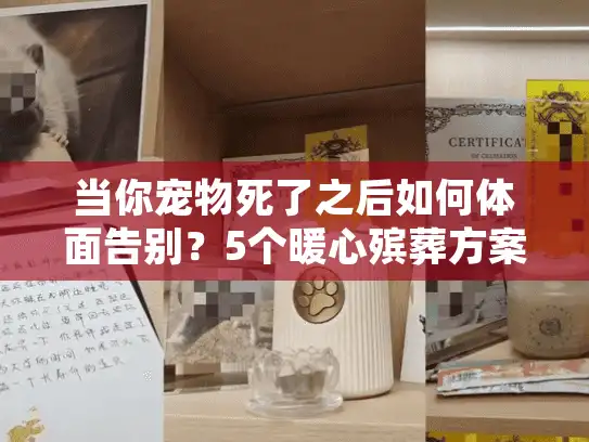 当你宠物死了之后如何体面告别？5个暖心殡葬方案化解悲痛