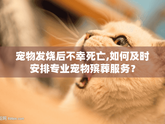 宠物发烧后不幸死亡,如何及时安排专业宠物殡葬服务？