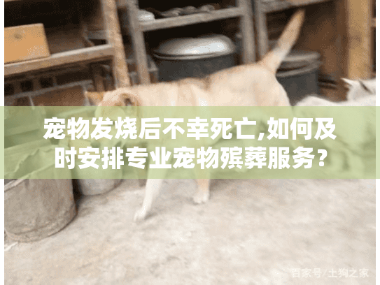 宠物发烧后不幸死亡,如何及时安排专业宠物殡葬服务？