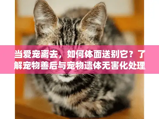 当爱宠离去,如何体面送别它?了解宠物善后与宠物遗体无害化处理 当爱宠离去,如何体面送别它?了解宠物善后与宠物遗体无害化处理