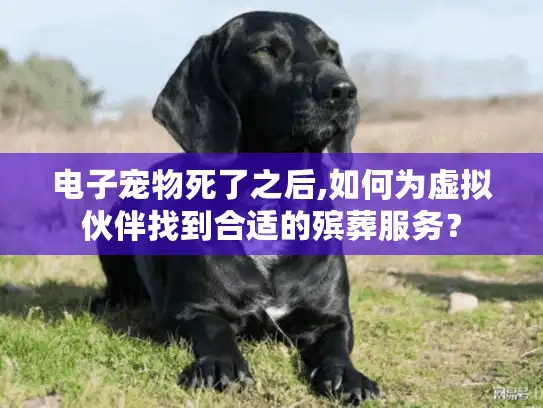 电子宠物死了之后,如何为虚拟伙伴找到合适的殡葬服务？