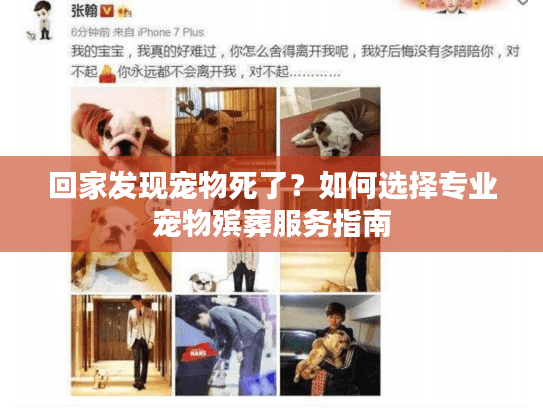 回家发现宠物死了？如何选择专业宠物殡葬服务指南