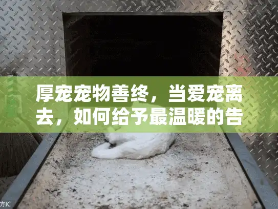 厚宠宠物善终，当爱宠离去，如何给予最温暖的告别？
