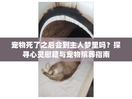 宠物死了之后会到主人梦里吗？探寻心灵慰藉与宠物殡葬指南