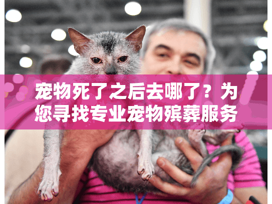 宠物死了之后去哪了？为您寻找专业宠物殡葬服务全攻略