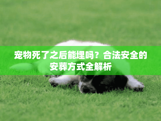 宠物死了之后能埋吗？合法安全的安葬方式全解析