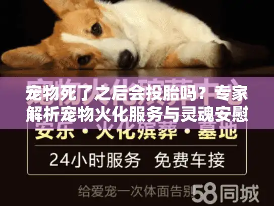 宠物死了之后会投胎吗？专家解析宠物火化服务与灵魂安慰指南