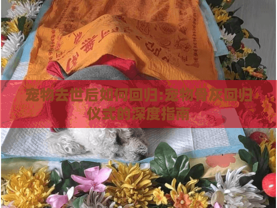 宠物去世后如何回归:宠物骨灰回归仪式的深度指南