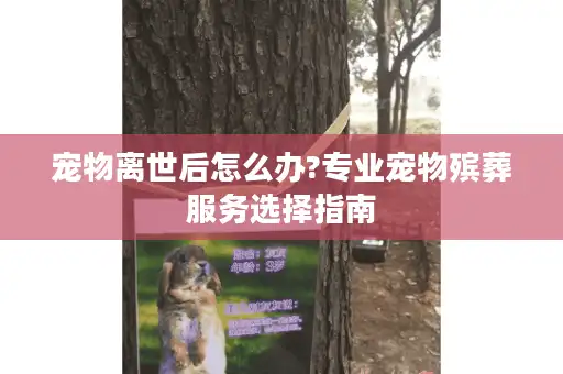 宠物离世后怎么办?专业宠物殡葬服务选择指南