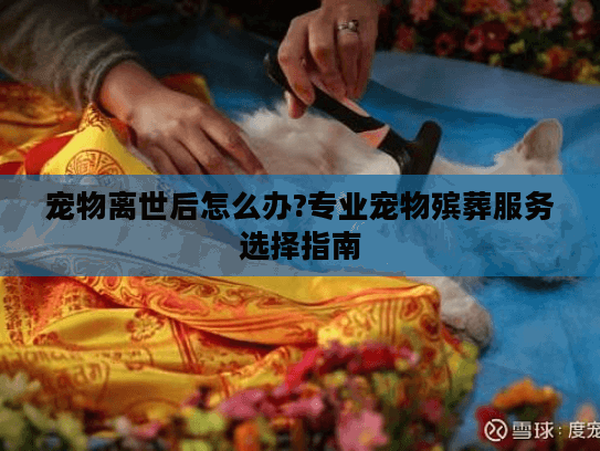 宠物离世后怎么办?专业宠物殡葬服务选择指南