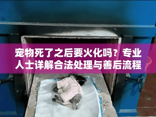宠物死了之后要火化吗？专业人士详解合法处理与善后流程