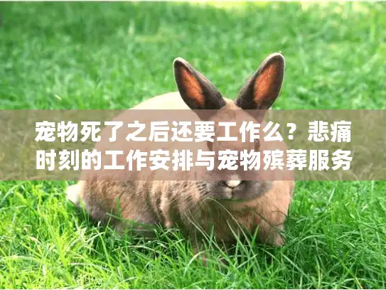 宠物死了之后还要工作么？悲痛时刻的工作安排与宠物殡葬服务选择