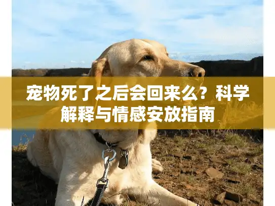 宠物死了之后会回来么？科学解释与情感安放指南