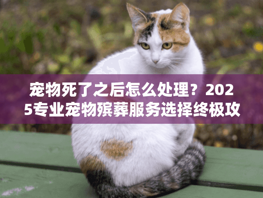 宠物死了之后怎么处理？2025专业宠物殡葬服务选择终极攻略