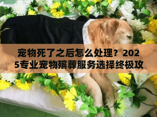 宠物死了之后怎么处理？2025专业宠物殡葬服务选择终极攻略