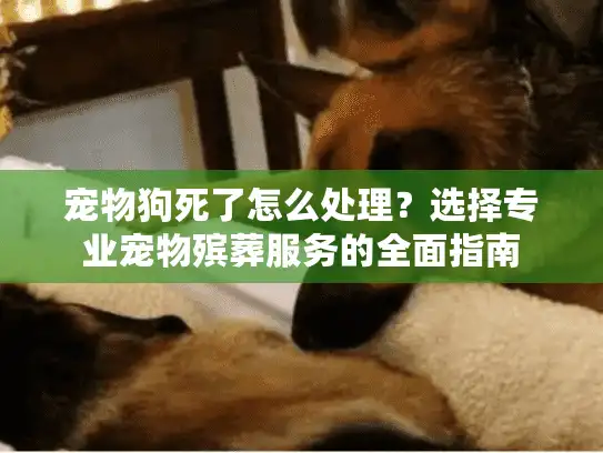 宠物狗死了怎么处理？选择专业宠物殡葬服务的全面指南