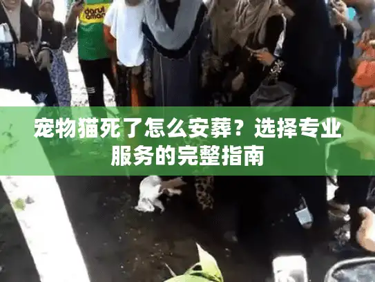 宠物猫死了怎么安葬?选择专业服务的完整指南 宠物猫死了怎么安葬?选择专业服务的完整指南