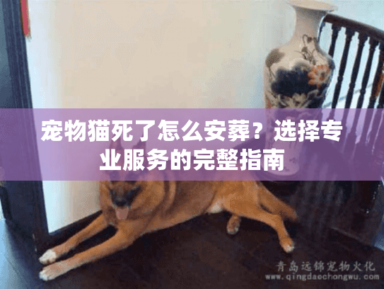 宠物猫死了怎么安葬?选择专业服务的完整指南 宠物猫死了怎么安葬?选择专业服务的完整指南