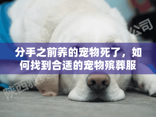 分手之前养的宠物死了，如何找到合适的宠物殡葬服务来处理伤痛？