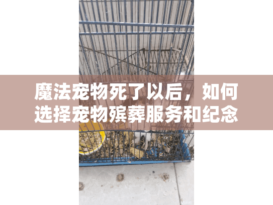 魔法宠物死了以后，如何选择宠物殡葬服务和纪念服务