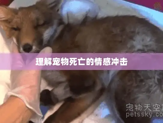 理解宠物死亡的情感冲击