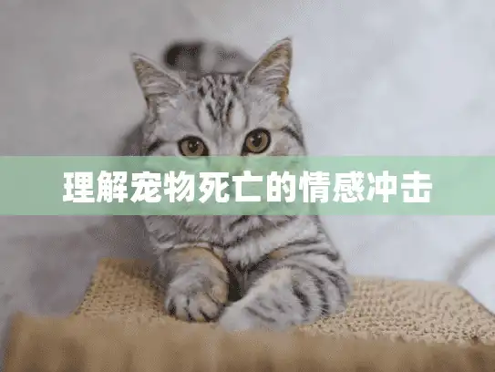 理解宠物死亡的情感冲击