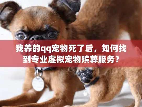我养的qq宠物死了后，如何找到专业虚拟宠物殡葬服务？