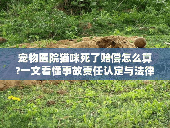 宠物医院猫咪死了赔偿怎么算?一文看懂事故责任认定与法律维权路径