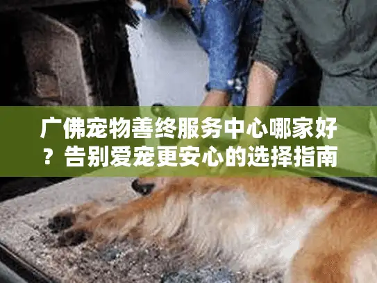 广佛宠物善终服务中心哪家好？告别爱宠更安心的选择指南
