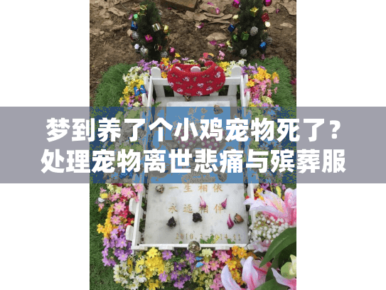 梦到养了个小鸡宠物死了？处理宠物离世悲痛与殡葬服务指南